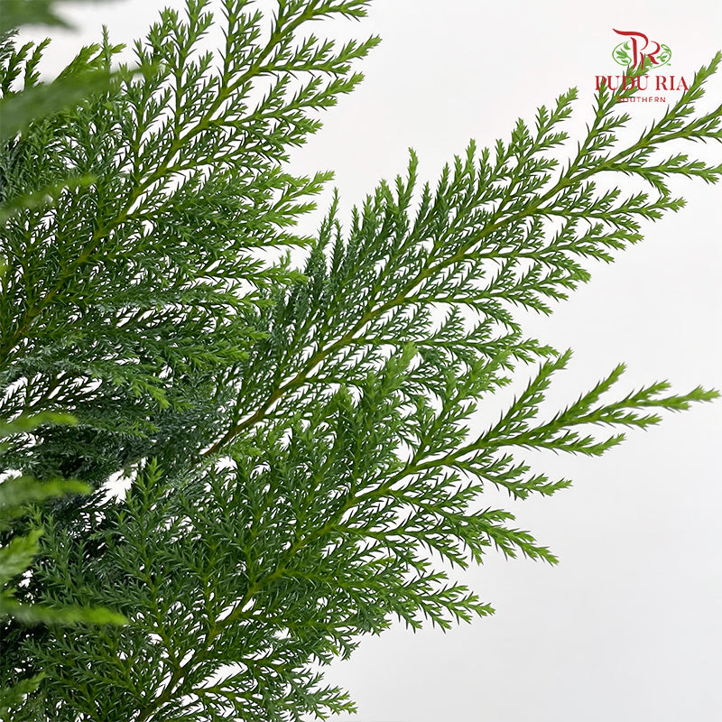 Christmas Leaf 圣诞叶 - (Per Bundle)
