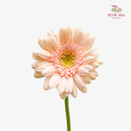 Gerbera Mini Champagne 非洲菊 - (8-10 Stems)