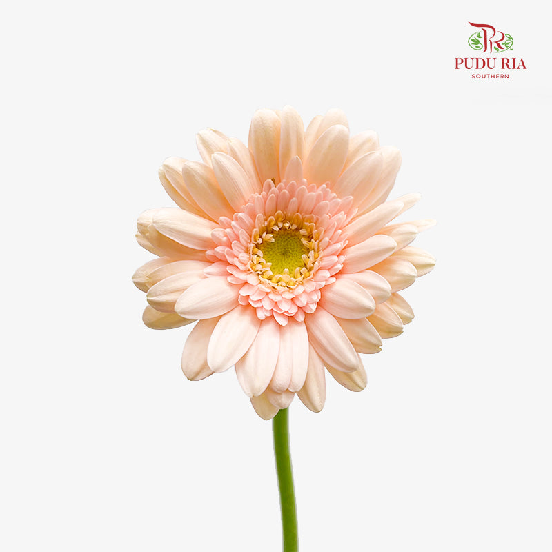 Gerbera Mini Champagne 非洲菊 - (8-10 Stems)