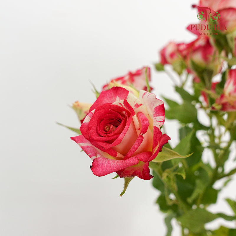 Rose Spray Neil Diamond - (8-10 Stems)