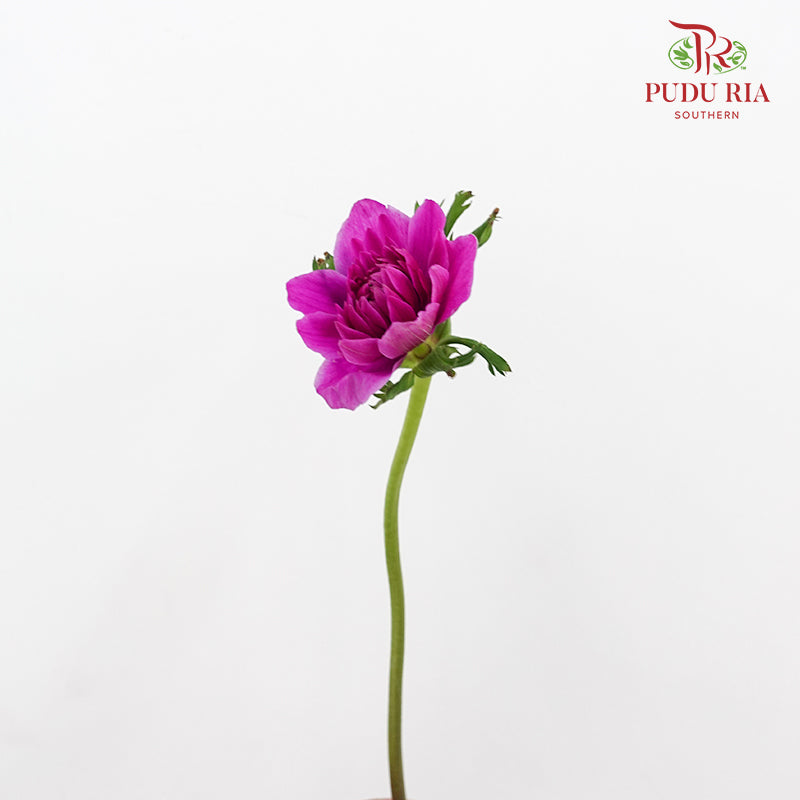 Anemone Purple 银莲花 - (Per Bundle)