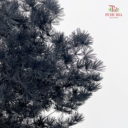 Preservative Asparagus Fern Black