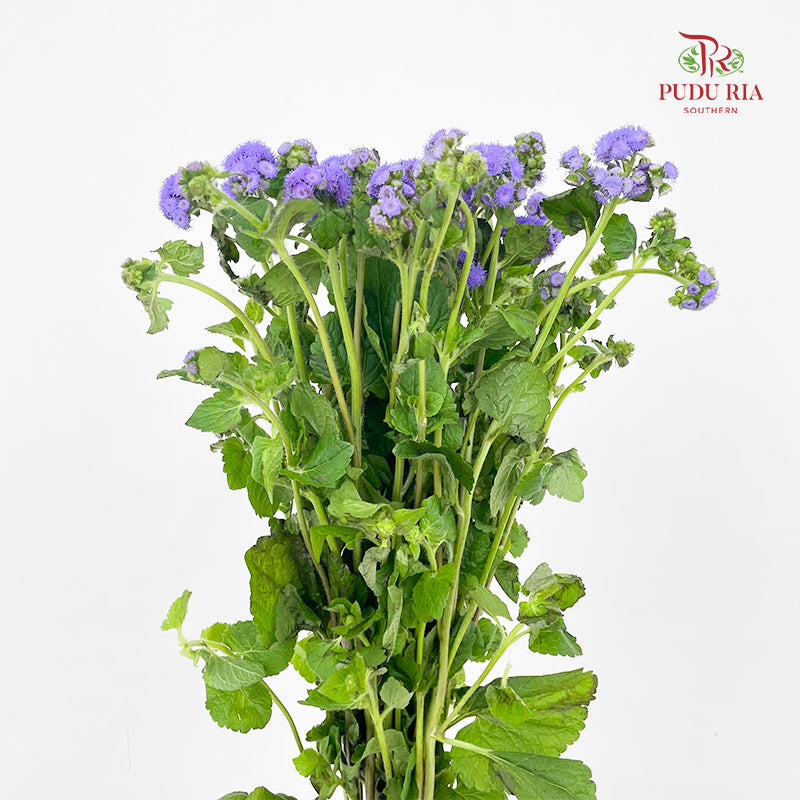 Ageratum purple - (Per Bundle)