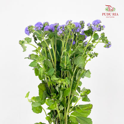 Ageratum purple - (Per Bundle)