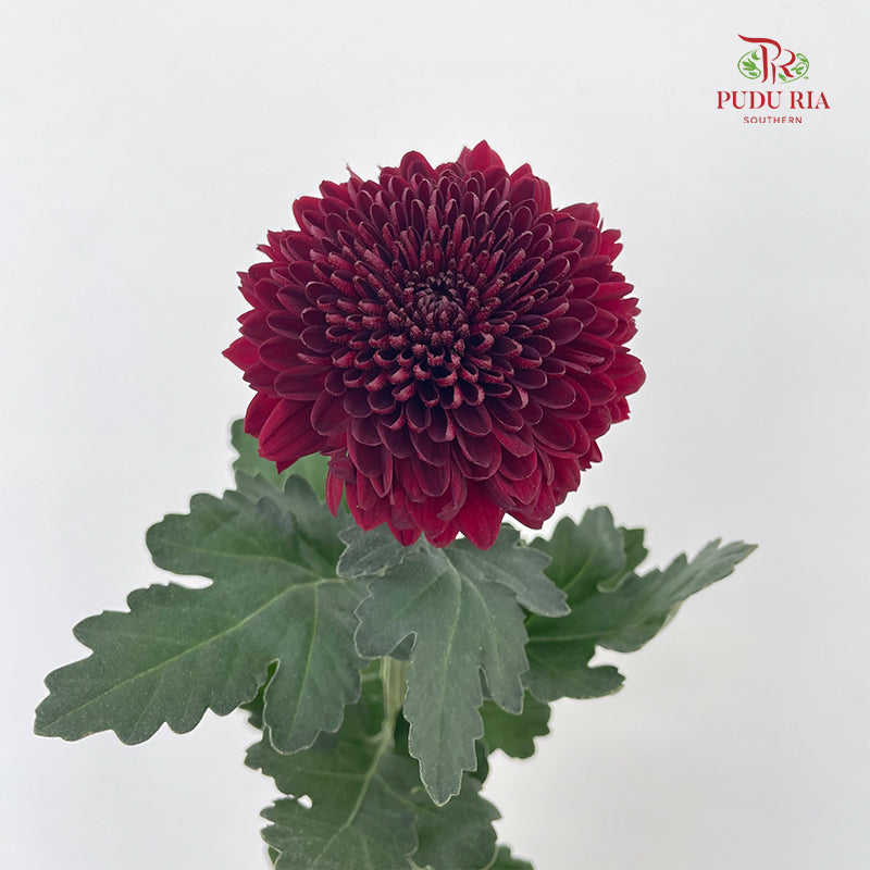 Chrysanthemum Ping Pong Dark Red - (10-12 Stems)