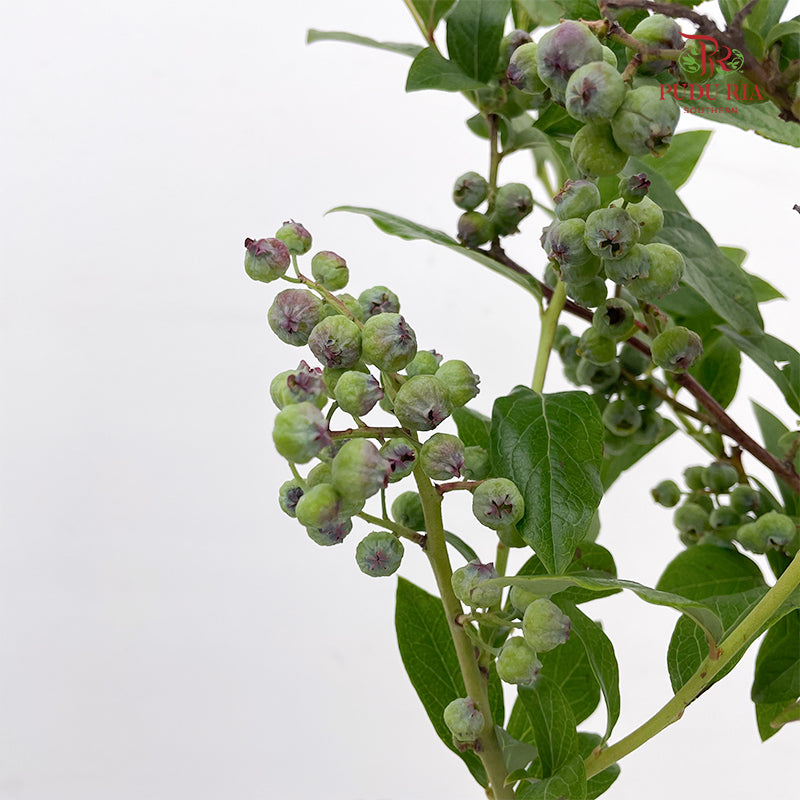 Vaccinium (Berry) - (2 Stems)