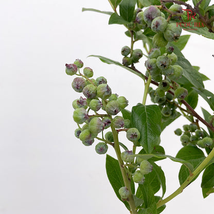 Vaccinium (Berry) - (2 Stems)