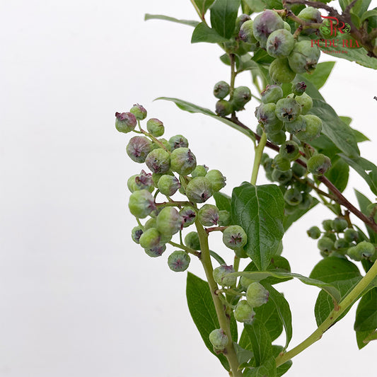 Vaccinium (Berry) - (2 Stems)