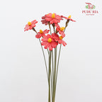 Dry Sunflower Seed Flower - Red (Disk Flower Yellow)
