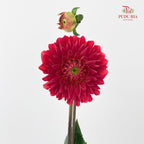 Dahlia Hybrida Red 红色奔跑大理花 - (5 Stems)