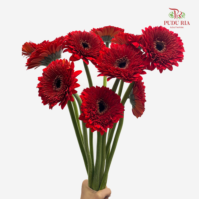 Gerbera Red 非洲菊 - (8-10 Stems)