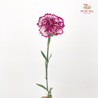 Carnation 康乃馨 Purple - (18-20 Stems)