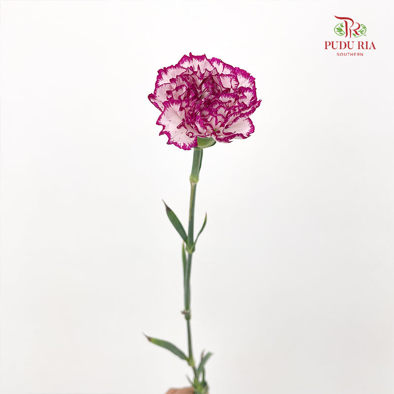 Carnation 康乃馨 Purple - (18-20 Stems)