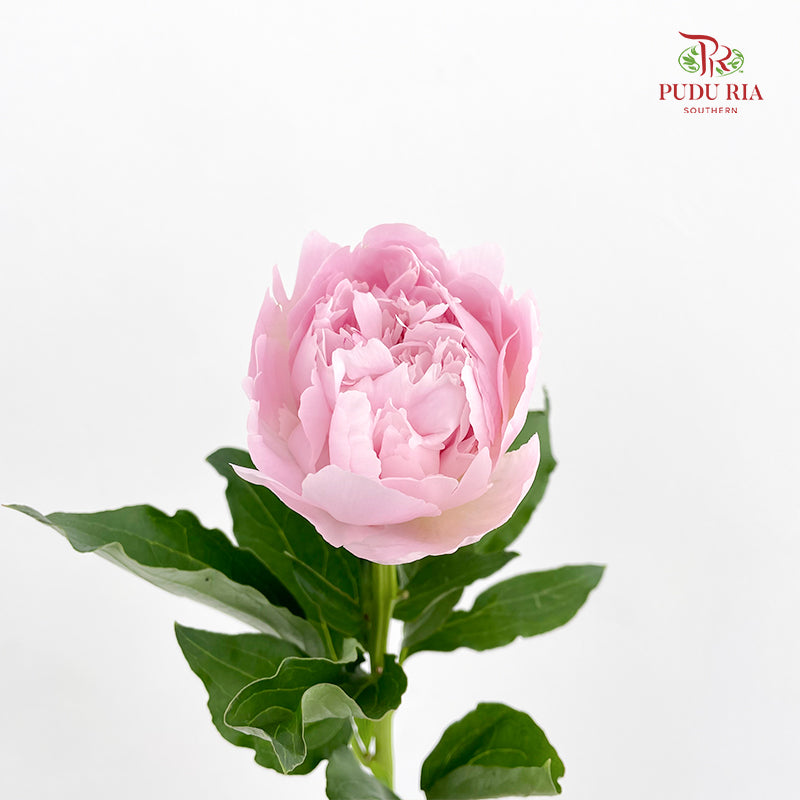 Peony Angel Cheek 天使脸颊芍药 - (2 Stems)