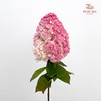 Hydrangea Dyed Pink 绣球花 - (Per Stem)