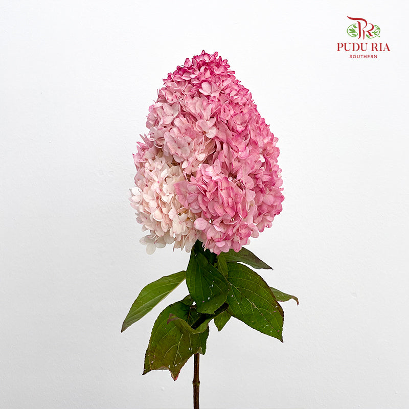 Hydrangea Dyed Pink 绣球花 - (Per Stem)
