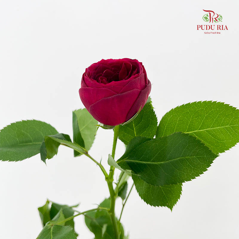 Rose Red Lace - (8-10 Stems)