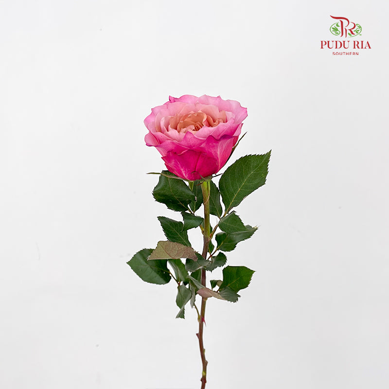 Rose Miyabi 玫瑰雅致 - (8-10 Stems)