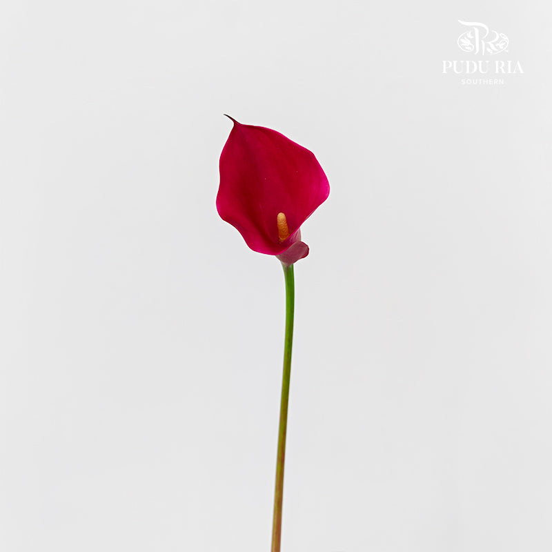 Calla Lily Pink 海芋 - (5 Stems)