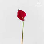 Calla Lily Pink 海芋 - (5 Stems)