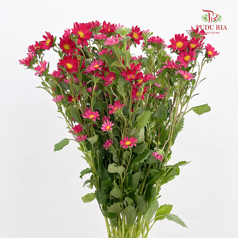 Hana Red - (Per Bundle)