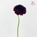Scabiosa Purple 蓝盆花 - (Per Bundle)