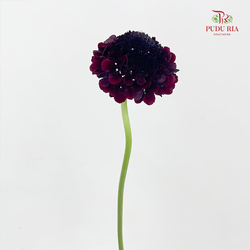 Scabiosa Purple 蓝盆花 - (Per Bundle)