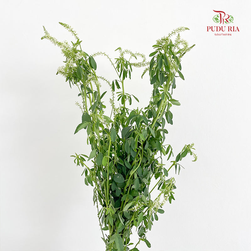 Veronica Spray White 多头鼠尾草 - (Per Bundle)