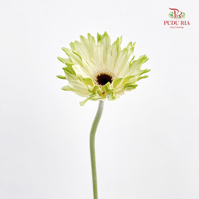 Gerbera Pastini Arona - (8-10 Stems)