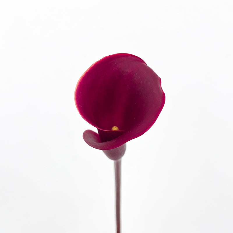 Calla Lily Red 海芋 - (5 Stems)