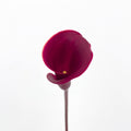 Calla Lily Red 海芋 - (5 Stems)
