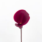 Calla Lily Red 海芋 - (5 Stems)