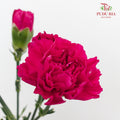 Carnation St Freud 佛洛依德康乃馨 - (18-20 Stems)
