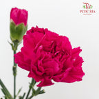 Carnation St Freud 佛洛依德康乃馨 - (18-20 Stems)