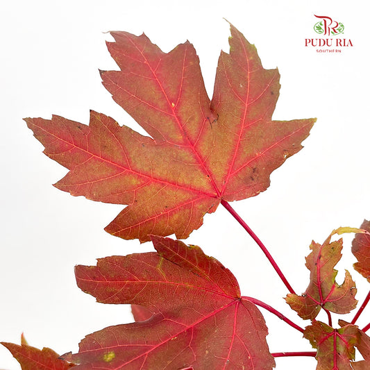 Maple Leaf/Fruit - (Per Bundle)
