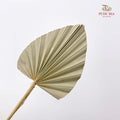 Dry Palm Natural - (5 Stems)
