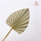 Dry Palm Natural - (5 Stems)