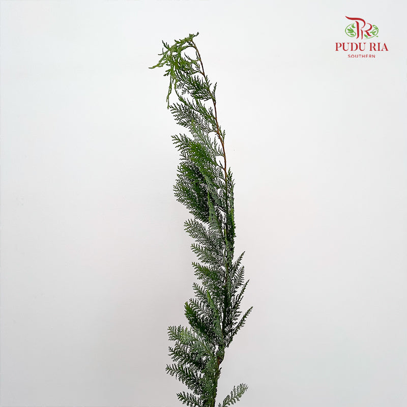 Christmas Leaf 圣诞叶 - (Per Bundle)