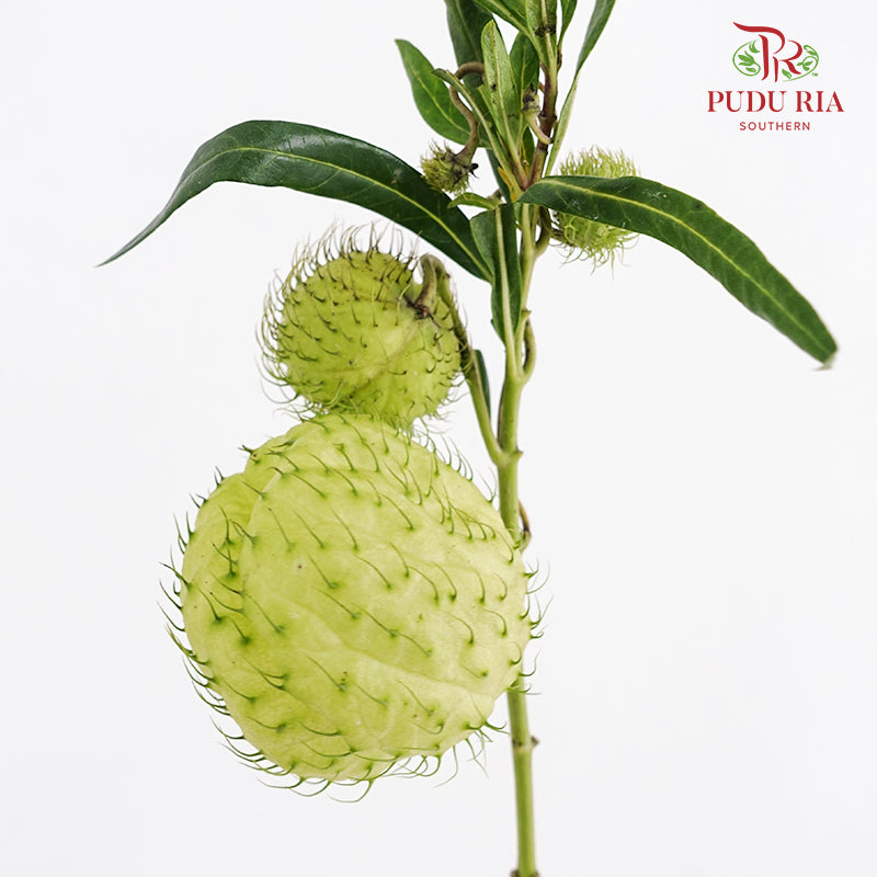 Gomphocarpus Physocarpus (Fruit Casa) - (Per Bundle)
