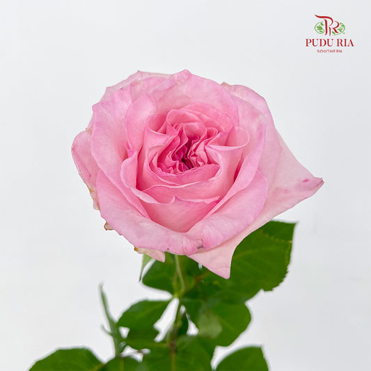Rose Litchi Pink - (9 - 10 Stems)