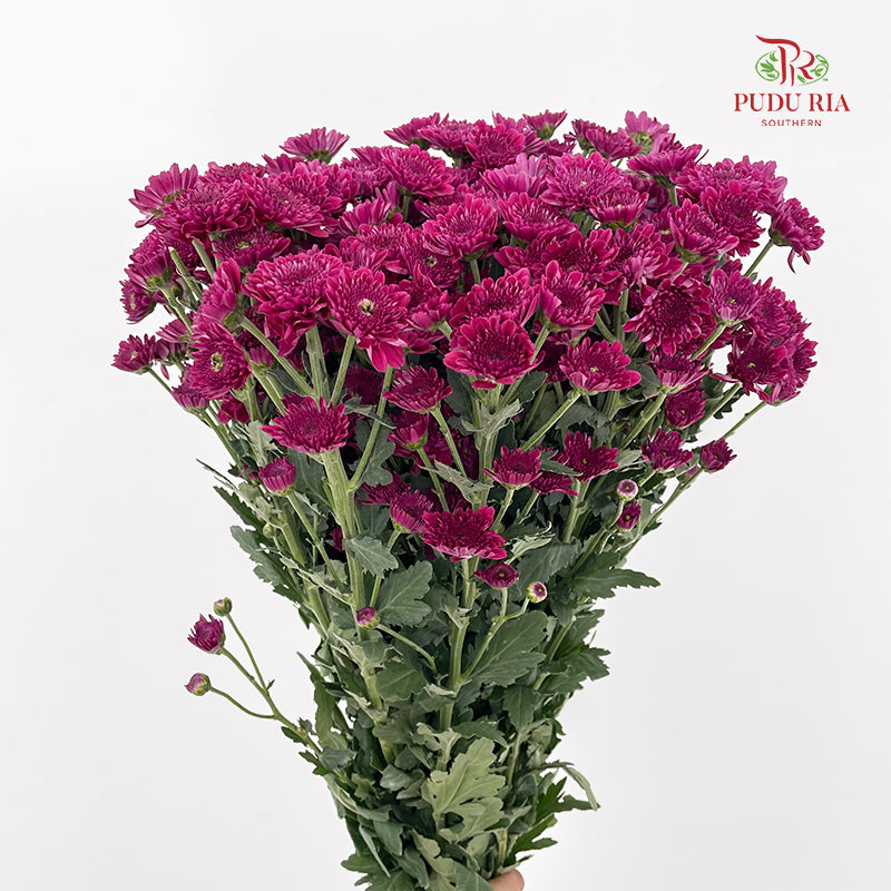 Chrysanthemum Pompom Purple 4 - (10-12 Stems)