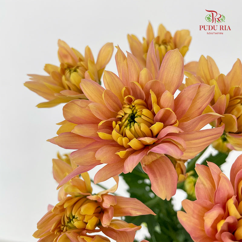 Chrysanthemum Pompom Champagne 2 - (10-12 Stems)