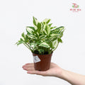 Epipremnum N. Joy P90