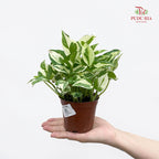 Epipremnum N. Joy P90