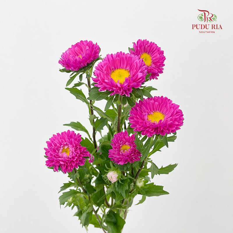 Aster Pink 翠菊 - (Per Bundle)