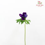 Anemone Hupehensis Purple 银莲花 - (Per Bundle)