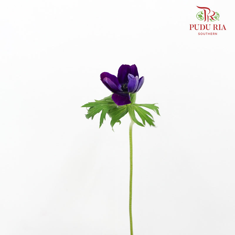 Anemone Hupehensis Purple 银莲花 - (Per Bundle)