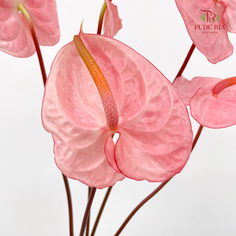 Anthurium 火鹤花 - (5 Stems)
