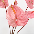 Anthurium Pink 火鹤花 - (5 Stems)
