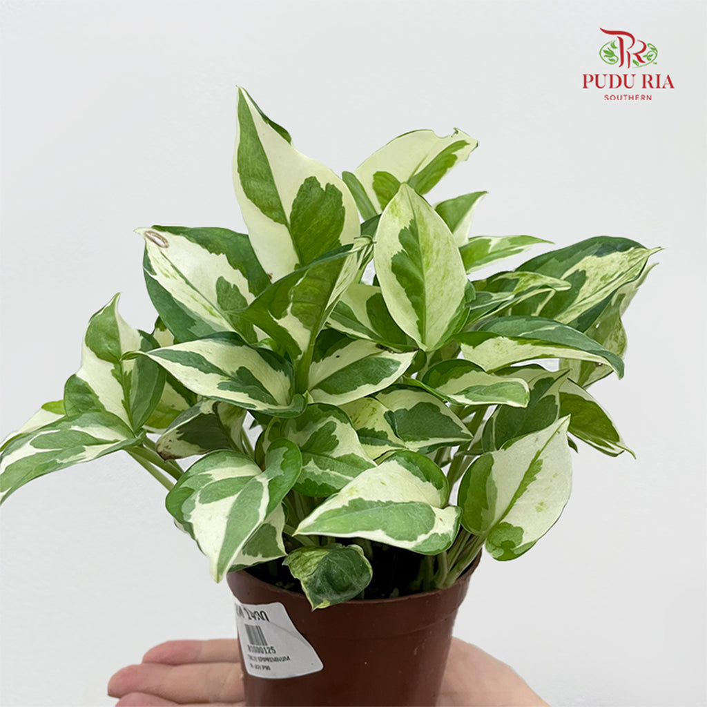 Epipremnum N. Joy P90